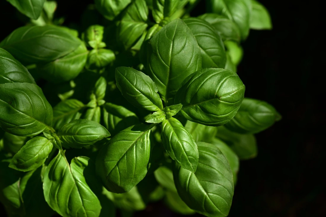 'Tis the Seasoning: A Brief Guide to Italian Herbs